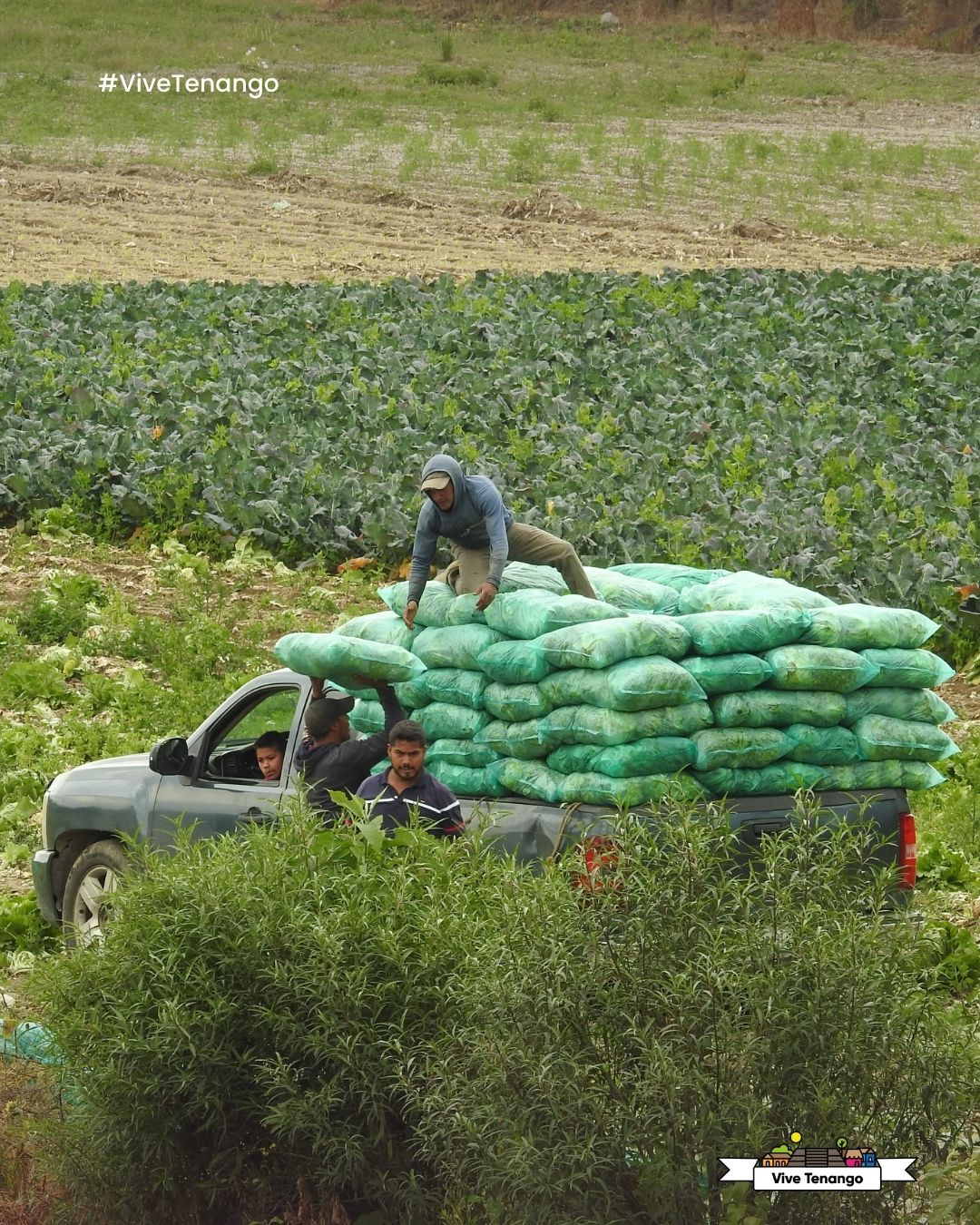 Campo Tenango